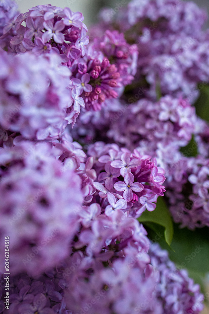 Obraz premium bez, kwiaty, wiosna, flowers, lilac flower, lilac, nature