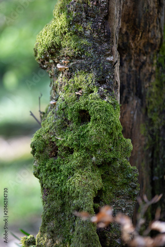 Moss-Covered Tree Trunk in the Lake District