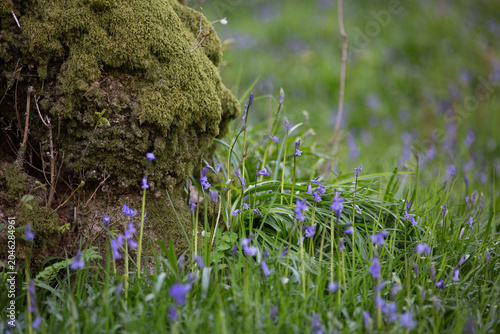 Wild Bluebells in the Lake District