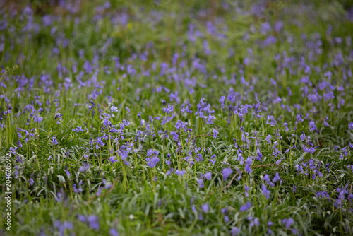 Purple Wood Anemone Meadow in the Lake District