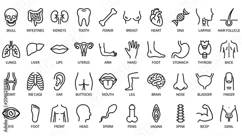 Foto Set of medical line icons showing various human body organs and anatomy parts
