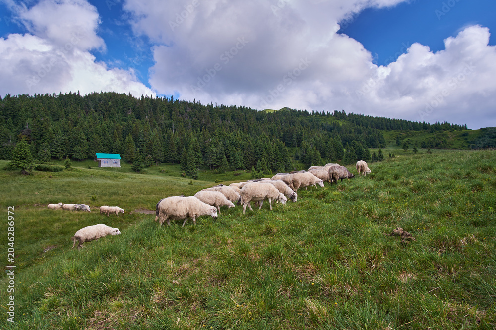 Fototapeta premium A flock of sheep grazes in a mountain meadow. Summer grazing of sheep in the Carpathian Mountains