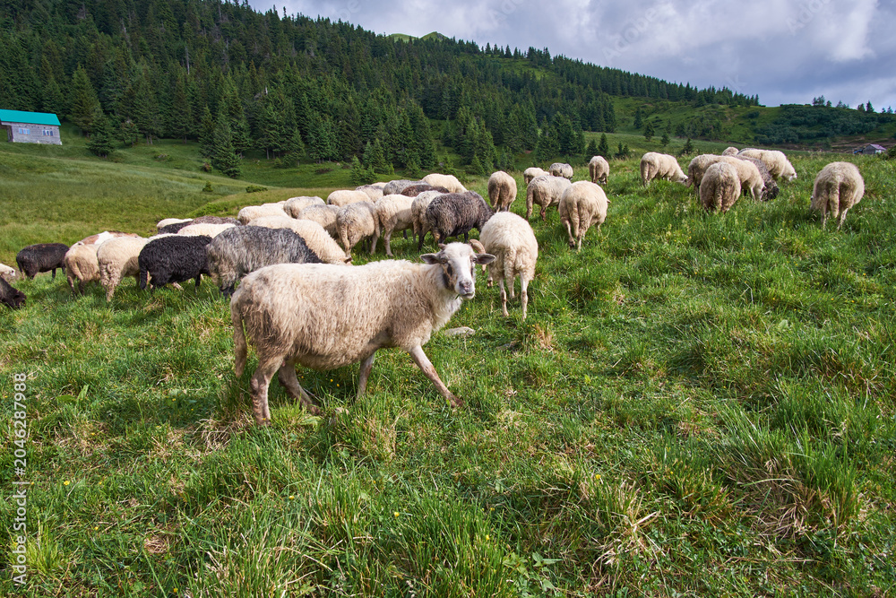 Fototapeta premium A flock of sheep grazes in a mountain meadow. Summer grazing of sheep in the Carpathian Mountains