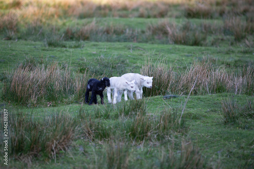 Lambs in the Lake District Meadow