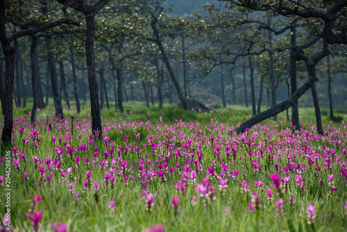 Pink Siam Tulip Flowers Blooming In A Serene Woodland Meadow During A Vibrant Summer Day