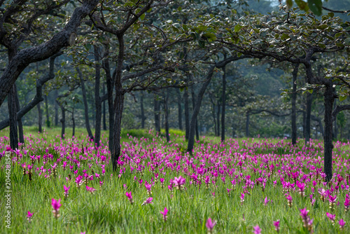 Vibrant Siam Tulip Flowers Blooming In A Tropical Woodland Clearing During The Wet Season