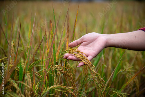 Farmer Hand Touching Golden Rice Stalks In A Rural Field Representing Sustainable Agriculture And Organic Food Production