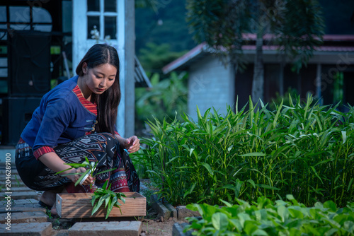 Young Woman Harvesting Fresh Green Water Spinach In A Rural Backyard Home Garden