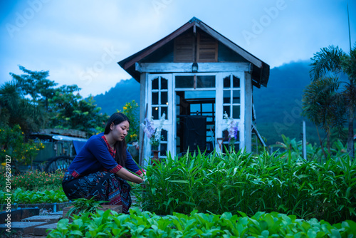 Young Woman In Traditional Attire Harvesting Organic Water Spinach In A Rustic Rural Garden Greenhouse