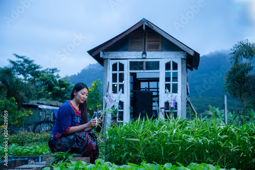 Young Woman In Traditional Attire Harvesting Fresh Water Spinach In A Rustic Garden During Blue Hour