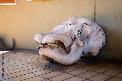 Weathered elephant skull rests on a tiled floor at Chobe National Park, Botswana, near the Botswana and Zimbabwe border, in warm afternoon light with shallow depth of field.