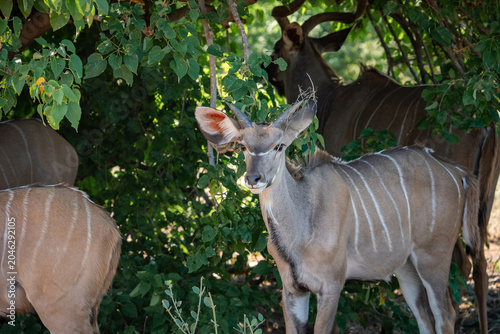Foto Greater kudus stand in dappled shade at Chobe National Park, Botswana