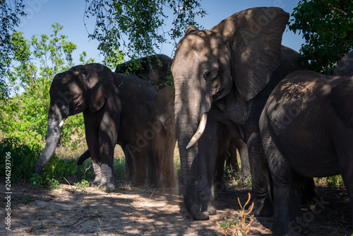 Obraz na płótnie African elephants stand in dappled shade under leafy trees in Chobe National Park, Botswana, dust rising at their feet, tusks and ears visible, ground level view at midday