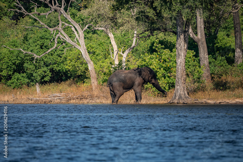 Foto An African elephant stands by the Chobe River in Botswana, near the Zimbabwe border, reaching its trunk toward tall riverine trees under midday light with crisp shadows