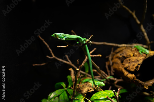 A vivid green lizard climbs and perches on thin branches above glossy leaves and driftwood against a dark background. Dramatic side lighting highlights the