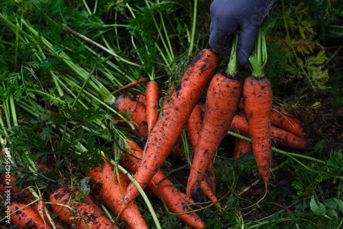 Slika na platnu Worker uprooting juicy homegrown carrots close up, gardener harvesting organic c