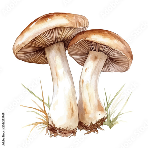 Foto watercolor vector of RAsti drawing, isolated on a white background