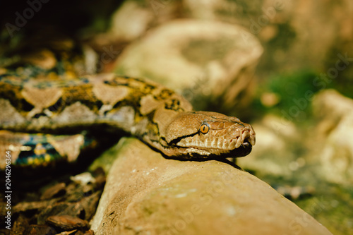 Close-up of a large brown python reclining across a smooth sunlit rock in a natural enclosure. The snake's patterned scales, triangular head, and amber eye