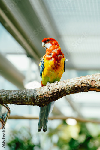 A vibrant parrot with red, yellow and blue plumage sits calmly on a textured tree branch inside a bright indoor aviary. Soft natural light filters through a