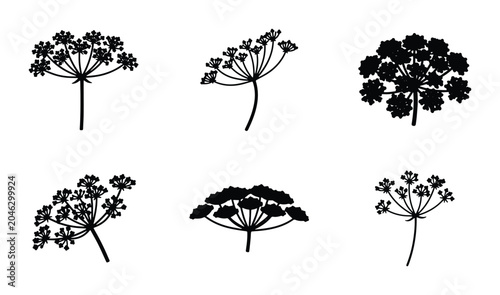 Tableau sur toile Dill Flower Silhouettes, Umbel Herb Vector Icons, Botanical Plant Graphics, Culi
