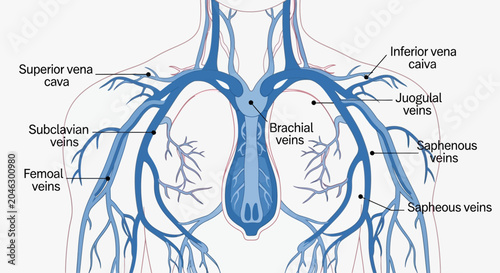 Tableau sur toile Human venous system diagram showing major veins in the chest and arms
