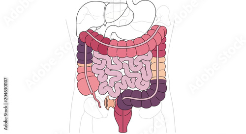 Quadro em tela Human Intestines and Digestive System Anatomy Diagram