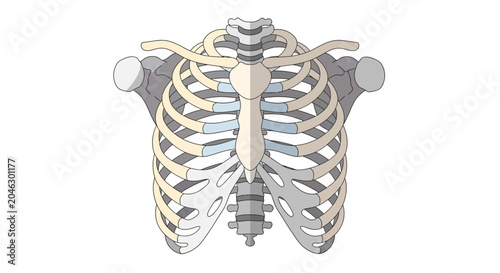 Bild auf Leinwand A clear illustration of the human rib cage, including the sternum and ribs
