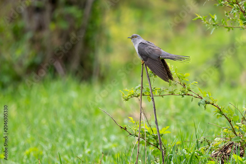 Tableau sur toile Common Cuckoo - Cuculus canorus, beautiful popular forest bird with unique song from European forests and woodlands, Poland