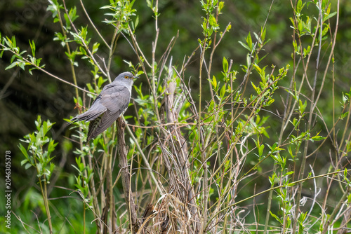 Tableau sur toile Common Cuckoo - Cuculus canorus, beautiful popular forest bird with unique song from European forests and woodlands, Poland