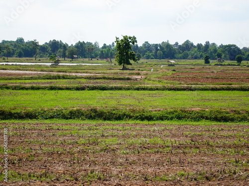 Photos Rural agricultural field landscape with green grass and distant tree line