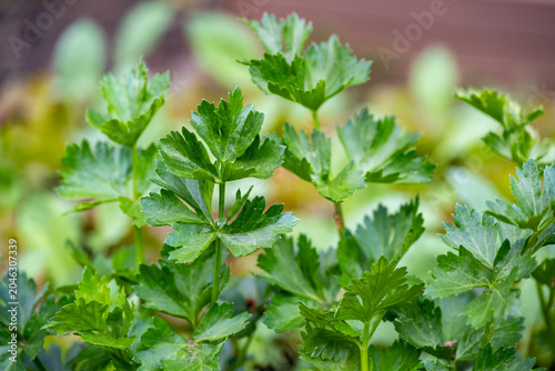Cuadro en lienzo Graveolen celery (Apium graveolens) is a biennial herb in the Apiaceae family