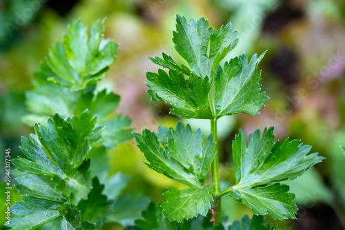 Tableau sur toile Graveolen celery (Apium graveolens) is a biennial herb in the Apiaceae family