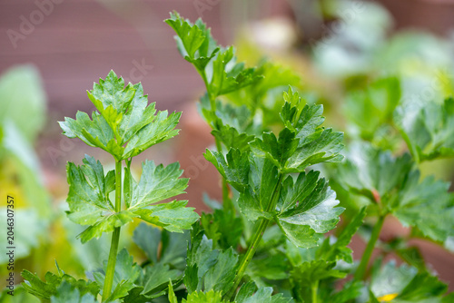 Photos Graveolen celery (Apium graveolens) is a biennial herb in the Apiaceae family