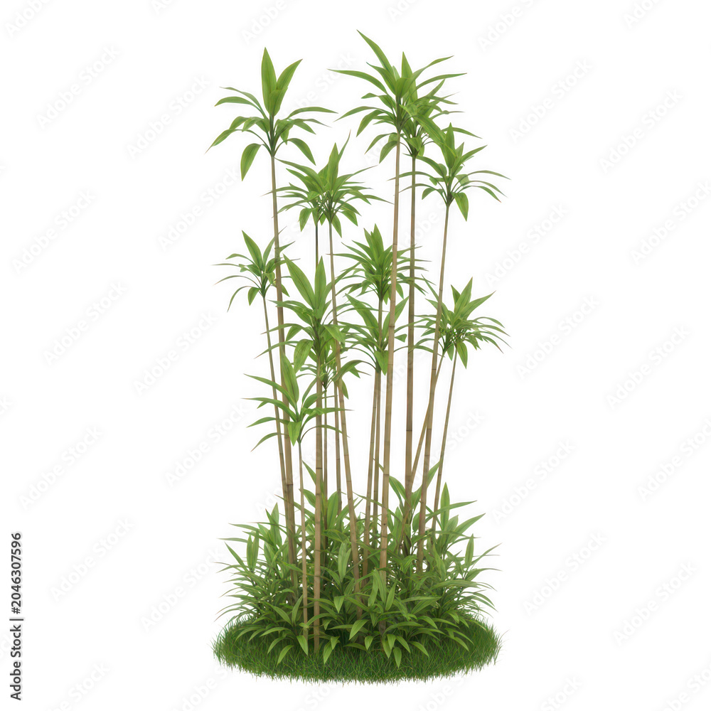 Naklejka premium Tall dracaena marginata houseplant with slender stems and green pointed leaves growing in a dense cluster isolated on a transparent background