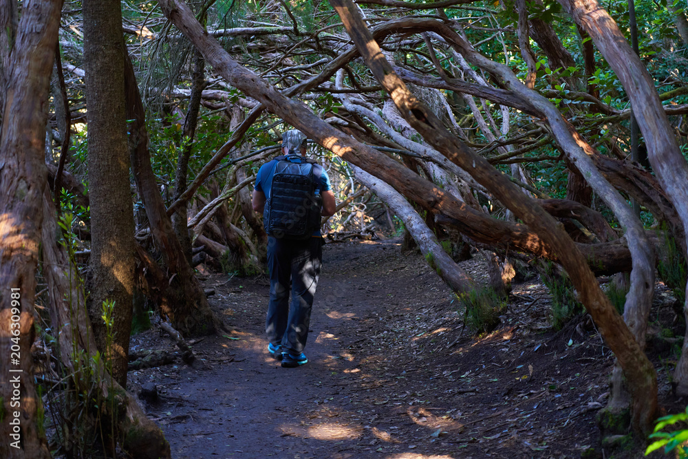 Fototapeta premium Hiker in Anaga laurisilva forest