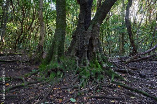 Foto Moss-covered laurel tree Anaga forest