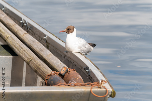 Photos Black-headed gull (Chroicocephalus ridibundus) in summer plumage perched on boat