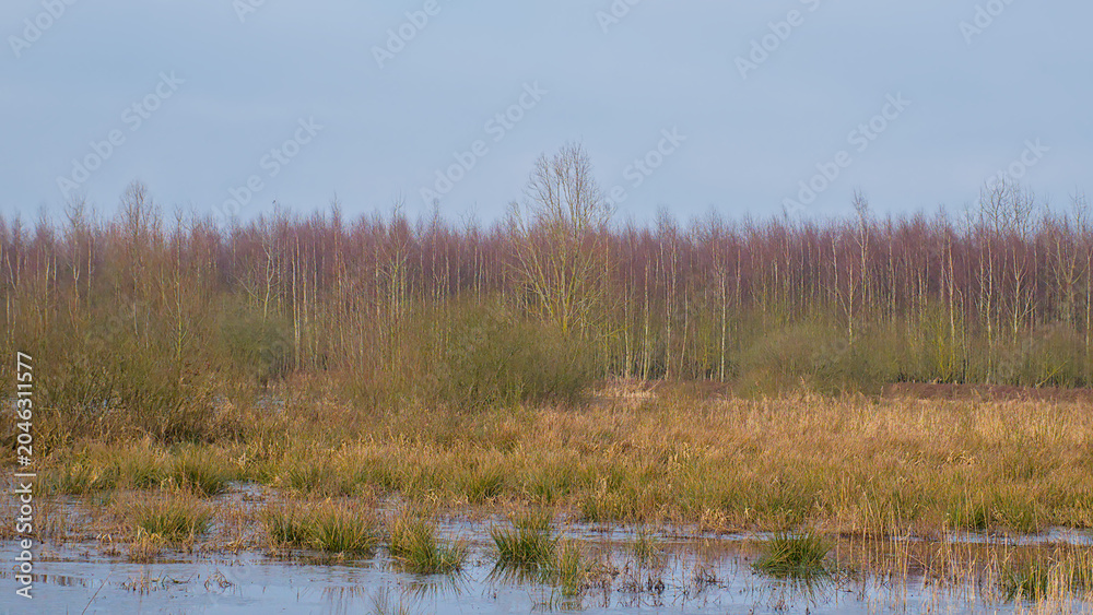 Fototapeta premium Colorful winter marsh landscape with golden reed and willow and silver birch trees in Gentbrugse meersen nature reserve, Ghent, Flanders, Belgium 