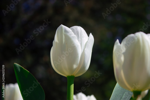 Beautiful white tulip flower blooming in the garden against dark blurred natural background macro photography shot