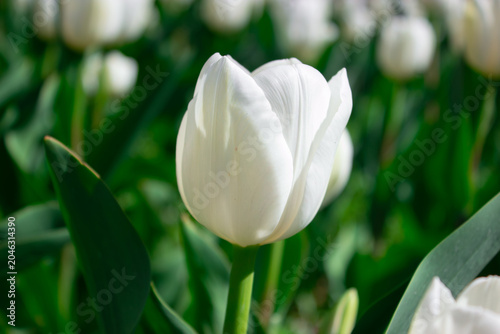 Beautiful white tulip flower blooming beautifully in a sunny spring field surrounded by green blurred leaves macro photography shot