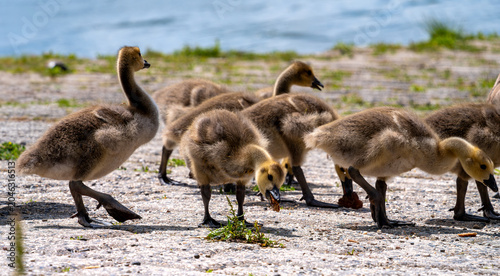 Konstfotografi Greylag goose gosling of a goose family eating discarded bread along a riverbank during sunny weather