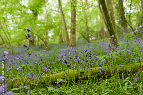 Photography Bluebells carpeting a woodland floor beneath tall trees in a vibrant spring forest landscape
