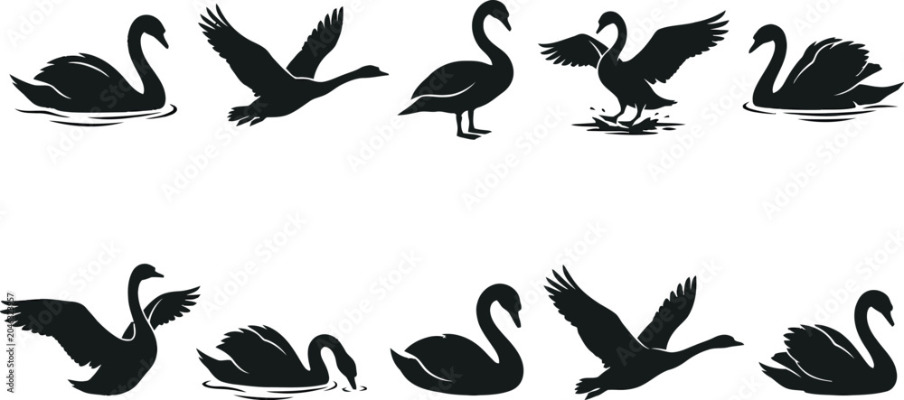 Fototapeta premium Black swan silhouettes in various poses isolated on a white background for design and creative projects.