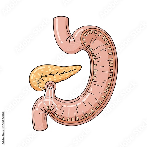 Hand drawn illustration of a digestive system diagram.