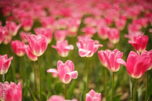 Tulips blooming against the light