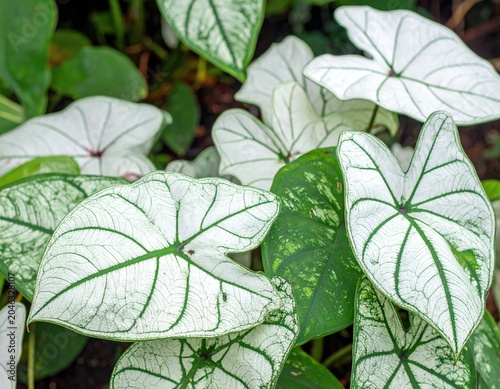 Close-up of White Caladium Leaves with Green Veins in Garden.