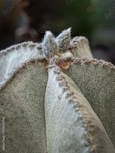 Bild auf Leinwand Macro close up of a velvety flower bud on a spineless cactus.