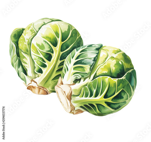 Two green cabbages  isolated on a transparent background.