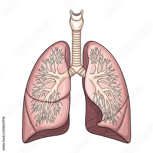 Close-up view of two pink lungs hanging on a hook.
