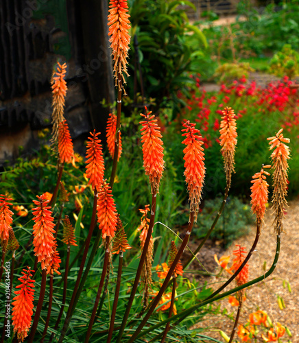Close up flowers of  kniphofia timothy.
